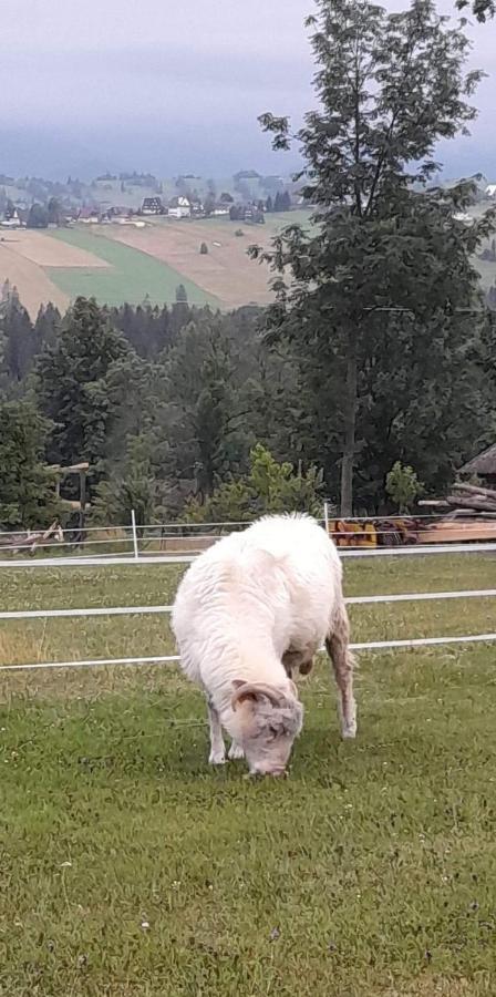 Appartamento U Szostaka Bańska Esterno foto
